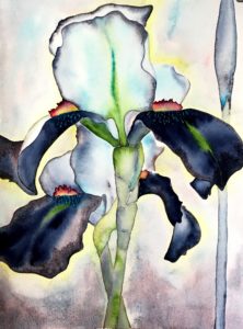 iris-2