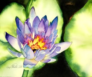 waterlily