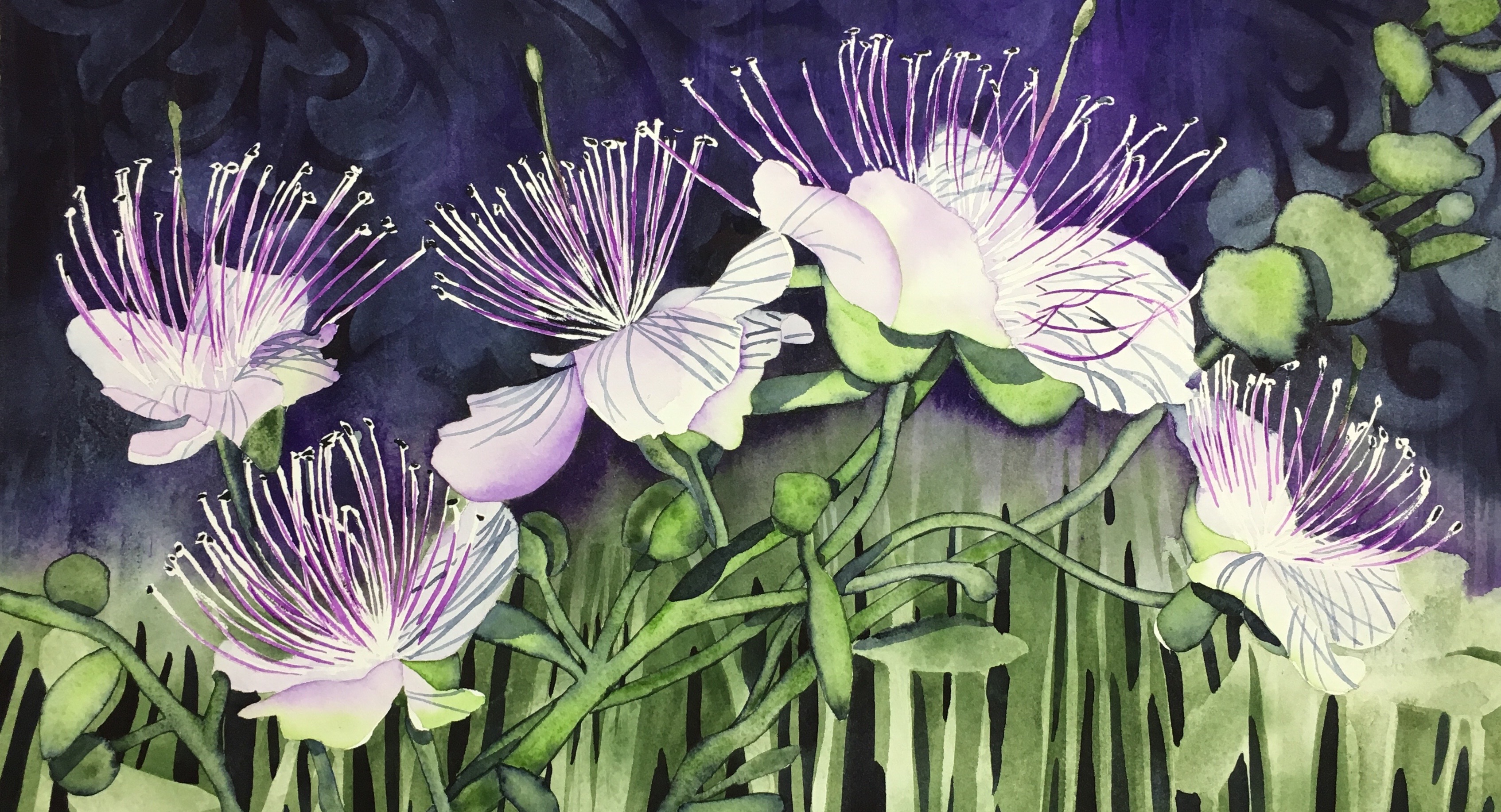 Caper Berry Flowers Suzi Vitulli Art